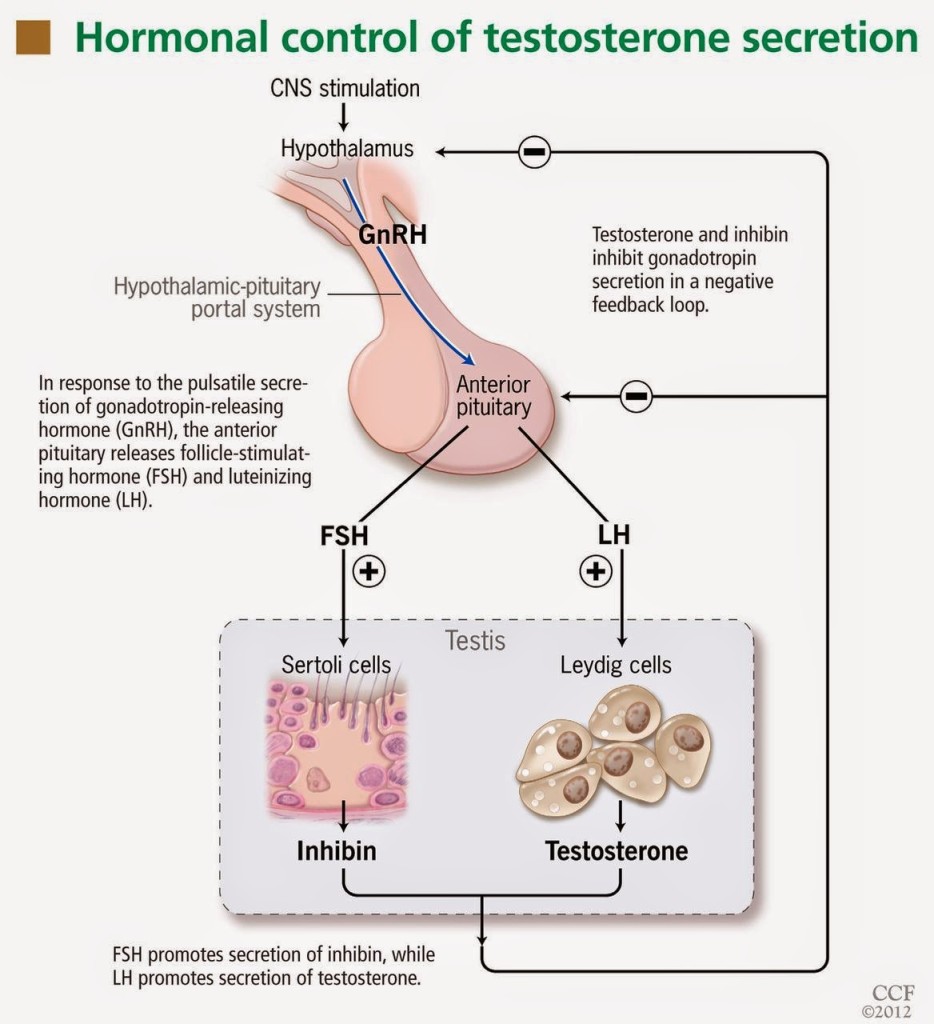 Hormonal-control-of-testosterone-secretion